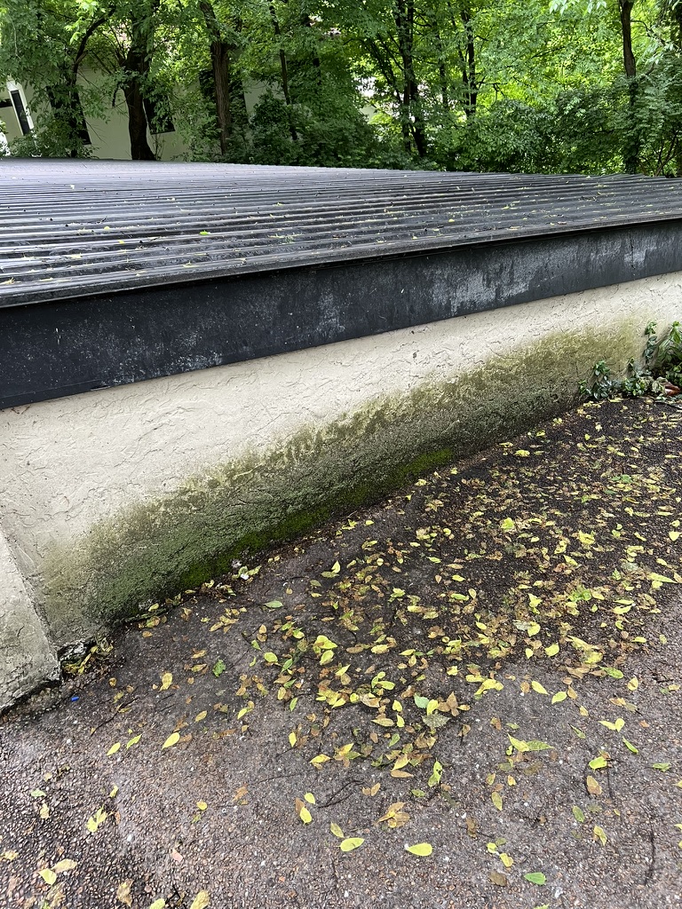 Stucco wall covered in algae and moss before washing